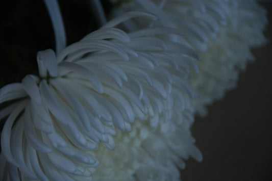 ひずみに咲く 菊の話