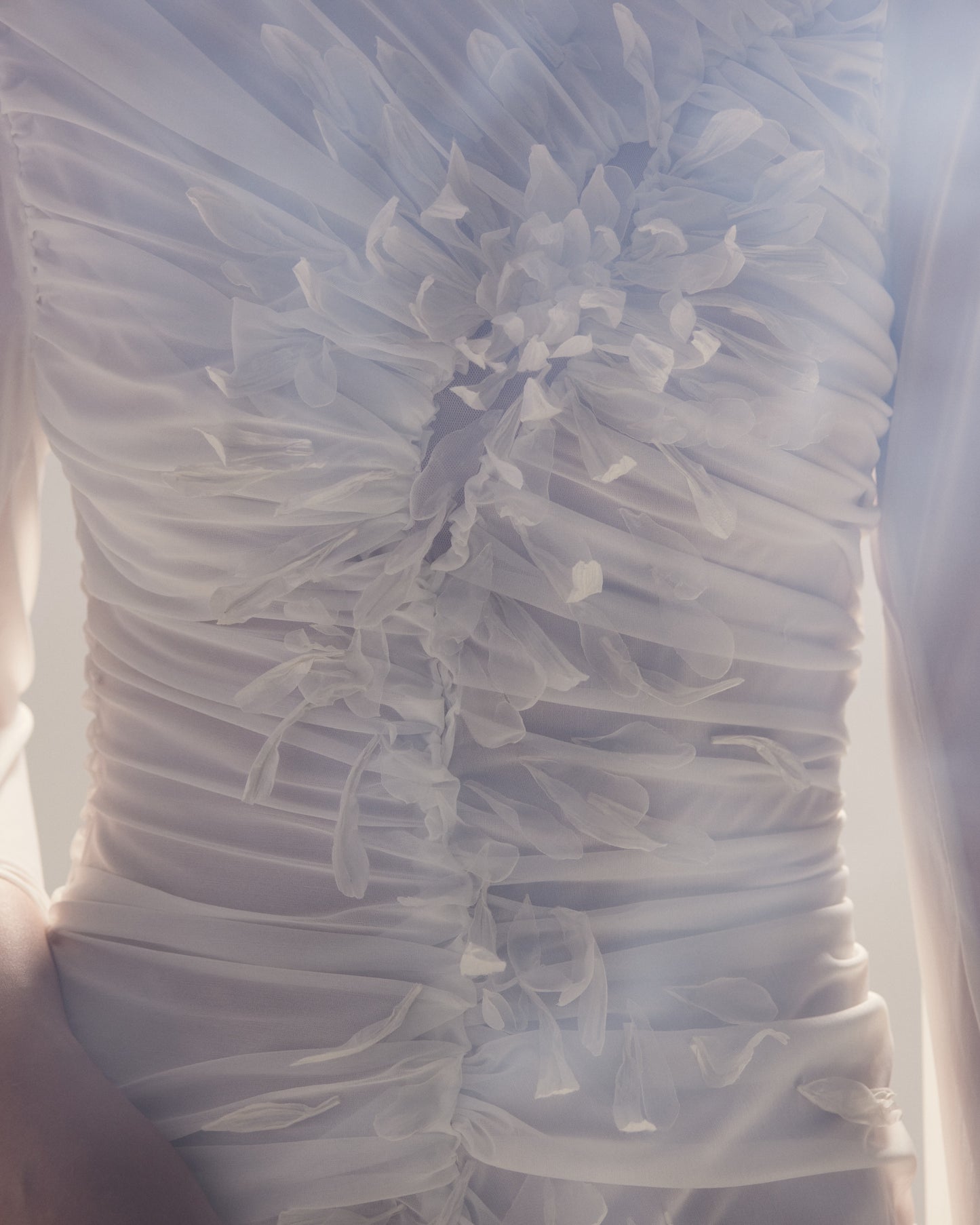 白菊 - Shiragiku -