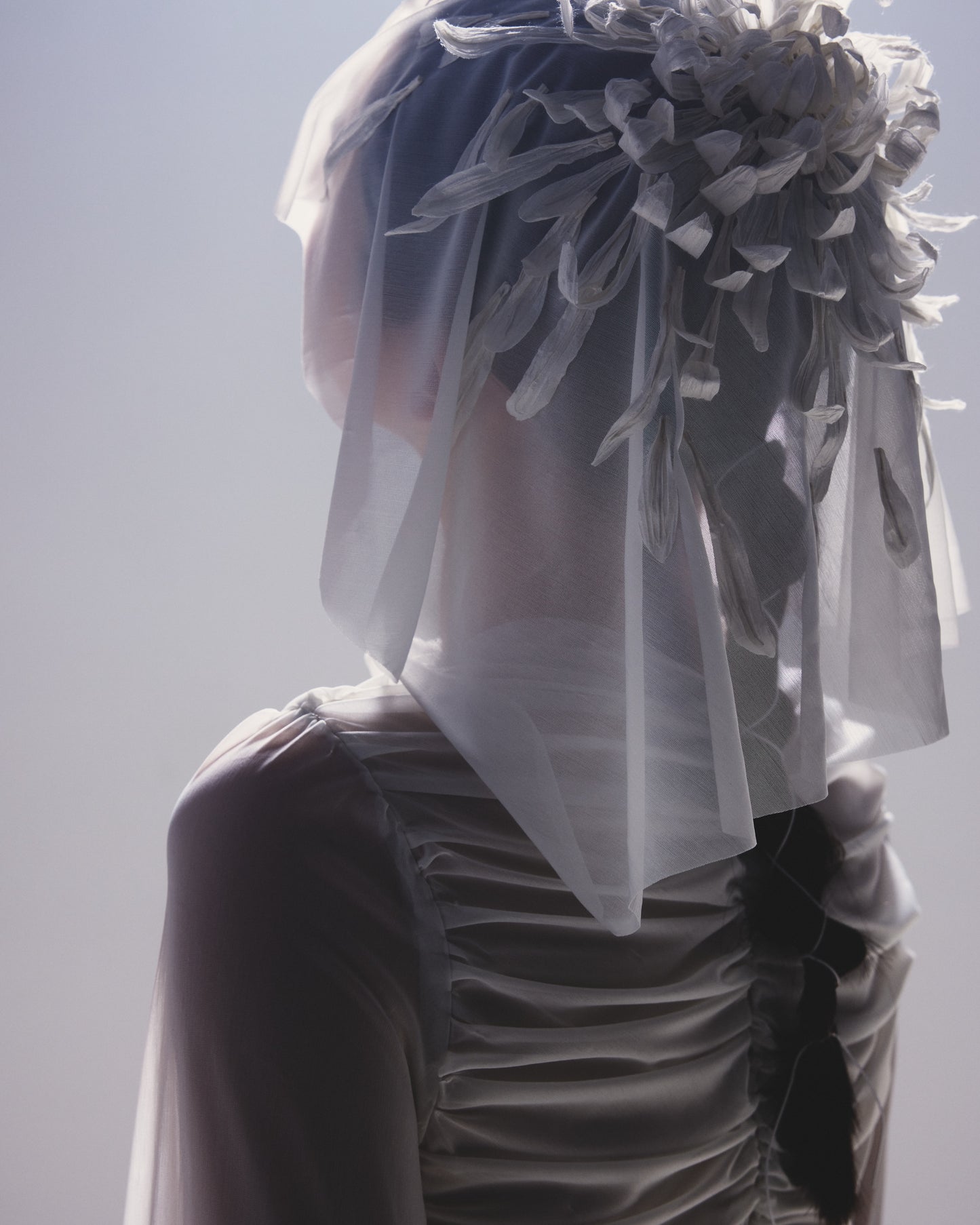 白菊  - Shiragiku -