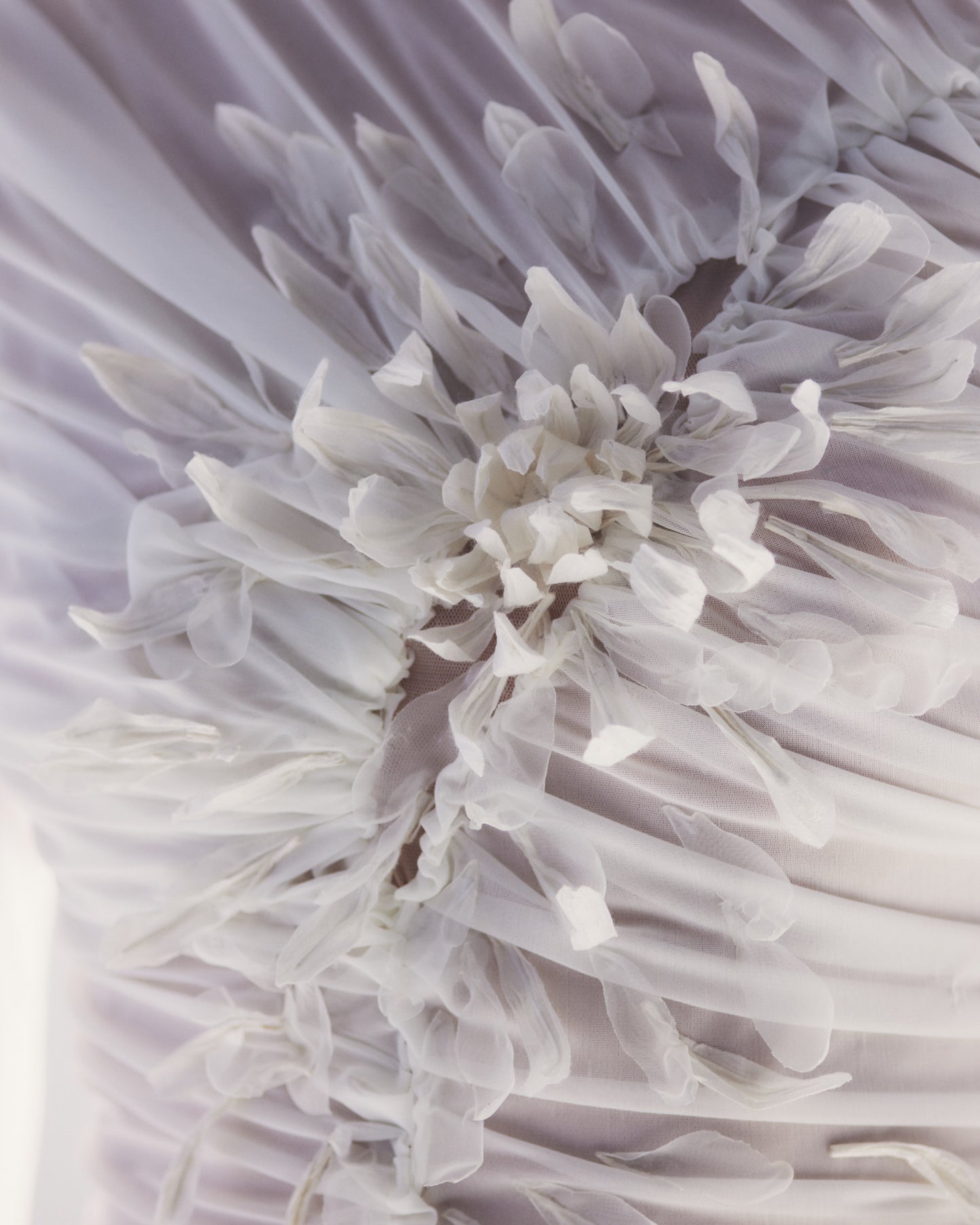 白菊  - Shiragiku -