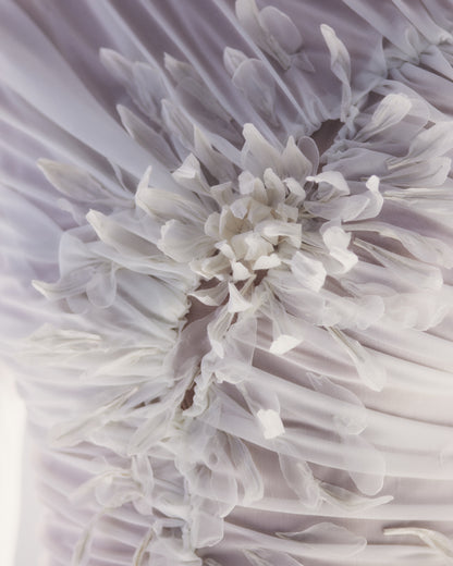 白菊  - Shiragiku -